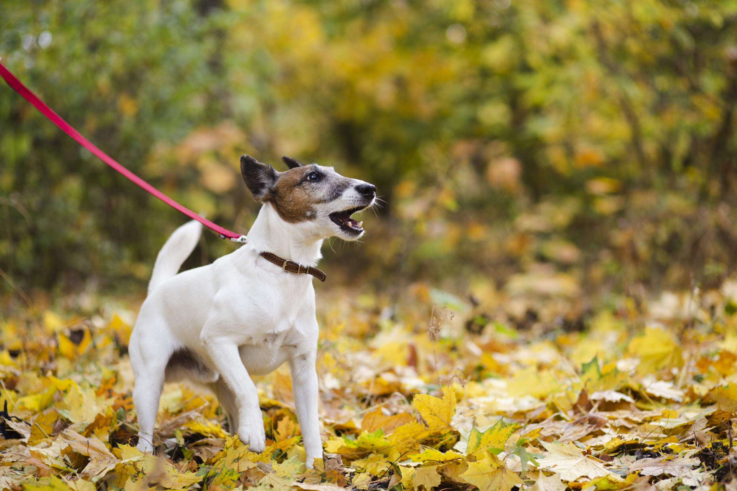 cute-dog-with-leash-standing-forrest